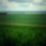 A vast green field representing agricultural land